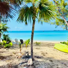Rajska plaża z palmami, leżakami i kajakiem. Idealne miejsce na wypoczynek, jak na **cat island**.