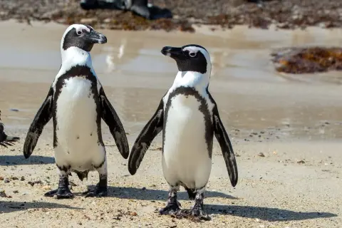 Dwa pingwiny na plaży w RPA. Słoneczna pogoda sprzyja spacerom.