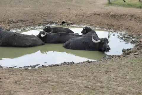 Bawoly wodne w błotnistej kałuży, jak na prawdziwym safari w Polsce. Chłodzą się w upalny dzień.