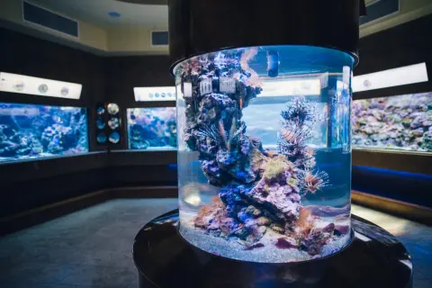 Kolorowe ryby w akwarium, idealne na wycieczkę. Sprawdź oceanarium Gdańsk cennik i zaplanuj wizytę!