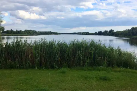 Spokojny dzień nad jeziorem, z gęstym **budzyń**em przy brzegu i chmurami na niebie.