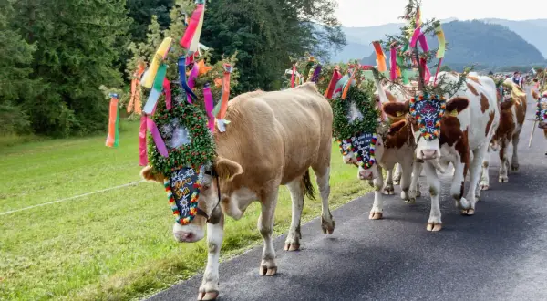 Krowy w barwnych wiankach i wstążkach idą drogą. To tradycyjne święta w Austrii, czas radości i dumy z hodowli.