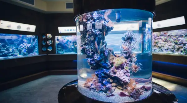 Kolorowe ryby w akwarium, idealne na wycieczkę. Sprawdź oceanarium Gdańsk cennik i zaplanuj wizytę!