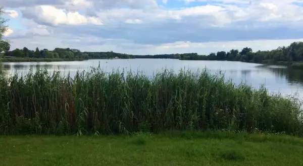 Spokojny dzień nad jeziorem, z gęstym **budzyń**em przy brzegu i chmurami na niebie.