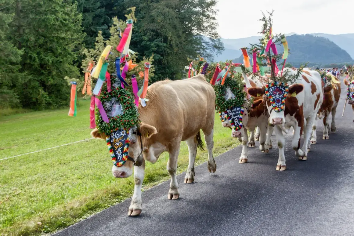 Krowy w barwnych wiankach i wstążkach idą drogą. To tradycyjne święta w Austrii, czas radości i dumy z hodowli.