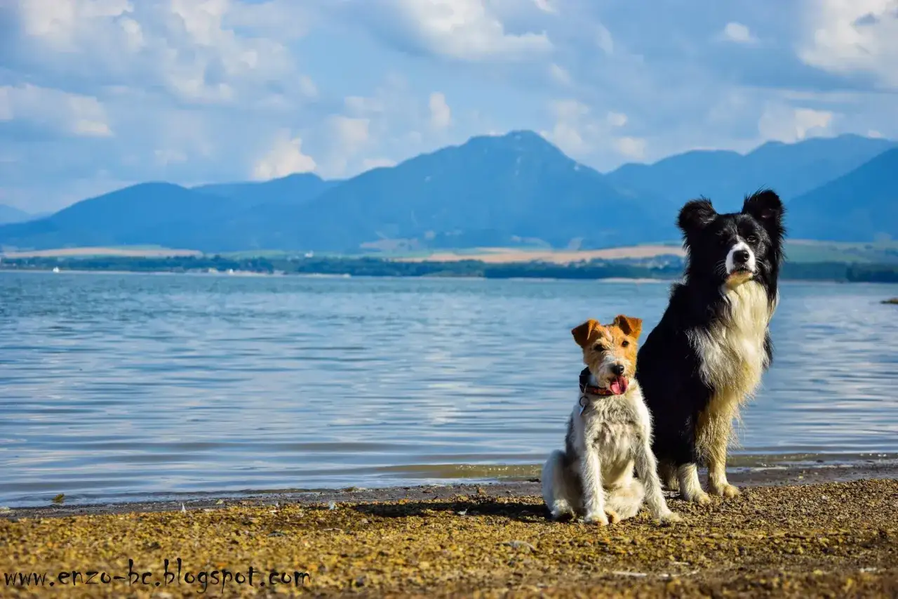 Dwa psy, mały terier i duży border collie, cieszą się wakacjami z psem nad jeziorem. W tle góry i błękitne niebo.