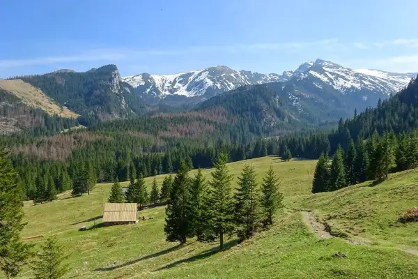 Piękne, zielone hale i lasy Tatr, idealne na najpiękniejsze szlaki w tatrach dla początkujących. W oddali ośnieżone szczyty.